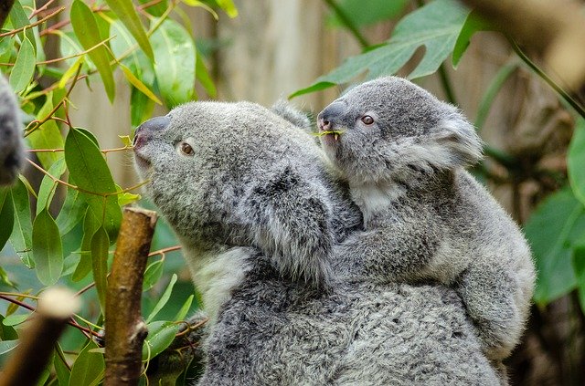 female-koala-and-her-baby-1332217_640|